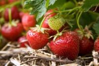 Bez języka oferta sezonowej pracy w Anglii przy zbiorach owoców od zaraz Stockport Bez języka oferta sezonowej pracy w Anglii przy zbiorach owoców od zaraz Stockport