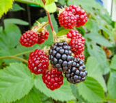 Niemcy praca sezonowa bez znajomości języka przy zbiorach jeżyn od zaraz