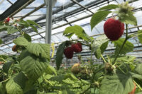 Holandia praca sezonowa od zaraz zbiory owoców miękkich w szklarni, Horst