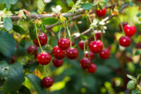 Sezonowa praca w Polsce przy zbiorze wiśni od zaraz, Busko-Zdrój 2022