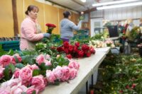 Pakowanie róż – fizyczna praca w Holandii od zaraz w Horst