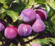 Bez znajomości języka sezonowa praca Anglia zbiory śliwek od zaraz Salisbury