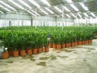 Holandia praca w szkółce roślin doniczkowych od zaraz w Etten-Leur