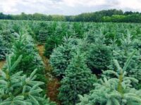 Pracownik choinkowy Dania praca sezonowa od zaraz leśnictwo, Jutlandia 2022