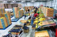 Exeter, praca Anglia od zaraz przy pakowaniu owoców-warzyw bez języka angielskiego