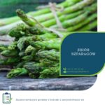 Zbiory szparagów dam sezonową pracę w Anglii 2023 Lincolnshire