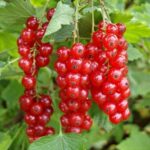 Bez znajomości języka sezonowa praca w Holandii zbiory porzeczek sezon 2023 Roggel Bez znajomości języka sezonowa praca w Holandii zbiory porzeczek sezon 2023 Roggel