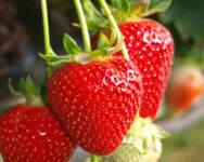 Maj 2023 Szwecja praca sezonowa bez języka przy zbiorach truskawek Mora Maj 2023 Szwecja praca sezonowa bez języka przy zbiorach truskawek Mora