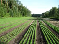 Praca w Szwecji bez znajomości języka leśnictwo od zaraz 2023 Praca w Szwecji bez znajomości języka leśnictwo od zaraz 2023