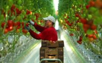 Oferta sezonowej pracy w Anglii bez języka zbiory pomidorów od zaraz Cambridge Oferta sezonowej pracy w Anglii bez języka zbiory pomidorów od zaraz Cambridge