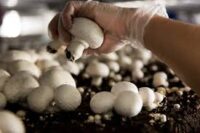 Zbiór pieczarek oferta sezonowej pracy w Holandii od zaraz dla kobiet w Veghel Zbiór pieczarek oferta sezonowej pracy w Holandii od zaraz dla kobiet w Veghel