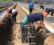 Od zaraz sezonowa praca w Holandii przy zbiorze szparagów w Houten 2023