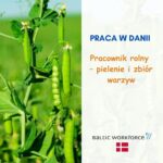 Praca w Danii od zaraz pielenie i zbiór warzyw w Bjerringbro od zaraz 2023