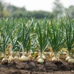 Francja praca sezonowa przy zbiorach cebuli-dymki od zaraz 2023