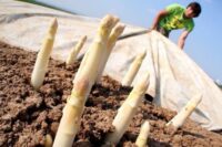 Bez języka dam sezonową pracę w Norwegii zbiory szparagów od zaraz 2023 Hoppestad