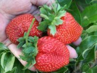 Bez języka oferta sezonowej pracy w Niemczech od zaraz zbiory truskawek Rövershagen Bez języka oferta sezonowej pracy w Niemczech od zaraz zbiory truskawek Rövershagen