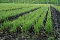 Bez języka dam pracę w Szwecji przy sadzeniu drzew leśnictwo od zaraz