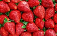 Bez języka zbiory truskawek i szparagów sezonowa praca Niemcy kwiecień 2024 Gerrel Bez języka zbiory truskawek i szparagów sezonowa praca Niemcy kwiecień 2024 Gerrel