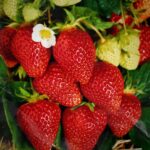 Holandia praca sezonowa przy truskawkach (wiszących) od zaraz, De Lier