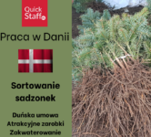 Sortowanie sadzonek sezonowa praca w Danii od zaraz bez języka, Glamsbjerg