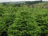 Dania praca sezonowa jako lider/koordynator prac leśnych, Glamsbjerg