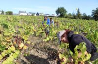 Oferta sezonowej pracy we Francji w winnicy od zaraz dla Par i Panów, Burgundia