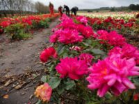 Ogrodnictwo Dania praca fizyczna przy różach od zaraz bez języka, Jutlandia Północna