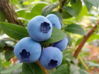 Bez znajomości języka sezonowa praca w Holandii przy zbiorach borówek od zaraz Roggel