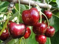 Bez języka dam sezonową pracę w Anglii przy zbiorach czereśni od zaraz Salisbury