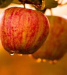 Zbiór jabłek i gruszek sezonowa praca w Danii bez języka Kopenhaga 08.2024