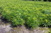 Pracownik szkółkarski – Dania praca sezonowa w rolnictwie od zaraz, Glamsbjerg