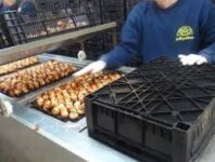 Od zaraz Holandia praca w ogrodnictwie przy cebulkach kwiatowych, Lisserbroek