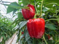 Anglia praca sezonowa od zaraz bez języka zbiory pomidorów-papryki w szklarni z Cambridge Anglia praca sezonowa od zaraz bez języka zbiory pomidorów-papryki w szklarni z Cambridge