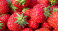 Dam sezonową pracę w Danii zbiory truskawek, malin bez języka od czerwca w Odense