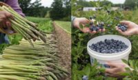 Niemcy praca sezonowa zbiory szparagów, borówek bez znajomości języka, Nienburg 2025 Niemcy praca sezonowa zbiory szparagów, borówek bez znajomości języka, Nienburg 2025