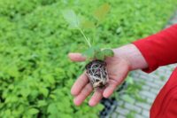 Od zaraz Niemcy praca sezonowa bez języka przy sadzonkach malin w Visbek 2025