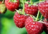 Zbiory malin, truskawek, jeżyn sezonowa praca w Islandii bez języka od czerwca 2025