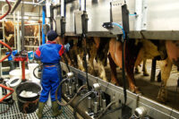 Praca w Szwecji od zaraz pracownik gospodarstwa mleczarskiego z językiem angielskim
