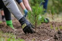 Leśnictwo praca Dania od zaraz bez języka przy sadzeniu lasu, Esbjerg