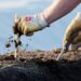 zbiory szparagów praca sezonowa Szwajcaria 2025