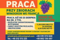 Praca sezonowa we Francji bez języka przy zbiorach winogron 2025 od sierpnia