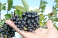 Bez języka sezonowa praca w Niemczech od zaraz zbiory aronii, czarnego bzu w Hollern-Twielenfleth