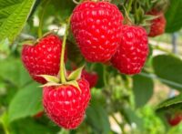 Od zaraz praca sezonowa w Austrii bez języka przy zbiorach malin, Innsbruck Od zaraz praca sezonowa w Austrii bez języka przy zbiorach malin, Innsbruck