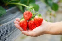 Bez języka sezonowa praca w Niemczech od zaraz zbiory truskawek, Viersen październik 2025