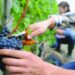 zbiory winogron praca sezonowa zagranica 2025