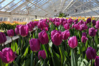 Od zaraz dam pracę w Szwajcarii bez języka przy kwiatach w ogrodnictwie 2026 okolice Berna