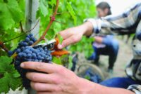 Praca sezonowa w Niemczech bez języka przy zbiorach winogron od zaraz w Eschbach 2026 Praca sezonowa w Niemczech bez języka przy zbiorach winogron od zaraz w Eschbach 2026